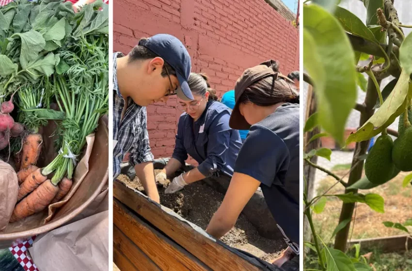  Este curso – taller en Durango te enseñará a producir verduras en casa mientras apoyas