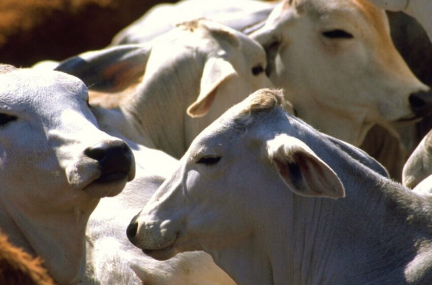  Sonora construirá centro para industrializar carne. – Vértigo Político