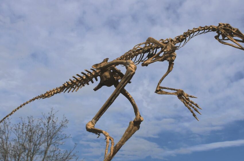  Tejidos de pterosaurio conservados por 113 millones de años – Agência Brasil