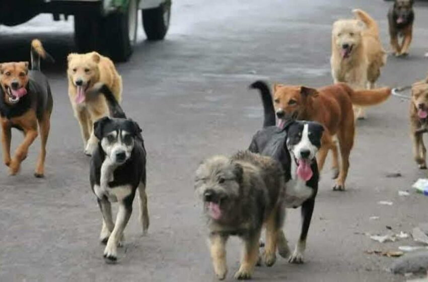  EXHORTA MEDIO AMBIENTE A FRENAR SOBREPOBLACIÓN CANINA EN ZACATECAS