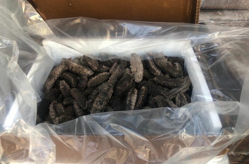  Decomiso de pepino de mar evidencia el avance de la pesca ilegal en Yucatán