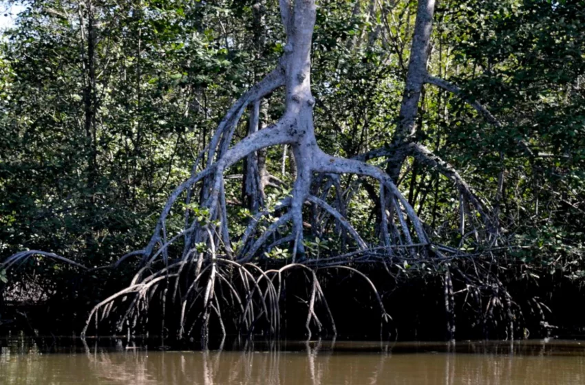  Remover carbono sin remover derechos: CDR y justicia climática en América Latina