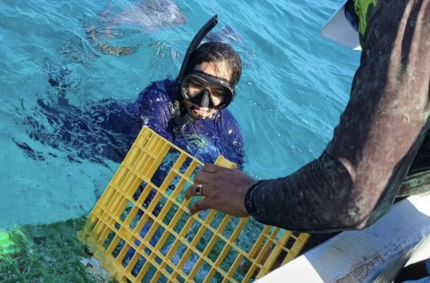  Sargazo afecta la pesca de langosta en Punta María Elena, FCP – Palco Noticias
