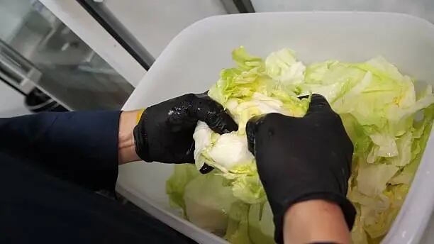  Brote de Cyclospora: ¿Cómo desinfectar paso a paso la lechuga; guía para evitar enfermedades