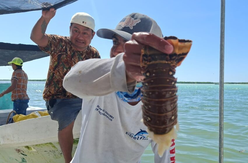  Captura regular en el inicio de la temporada de langosta, ¿cuánto cuesta el kilo? – Diario de Yucatán