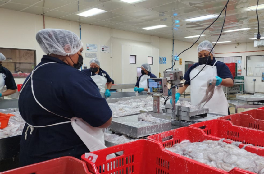  Esperanzas en la temporada de pulpo 2026: Sin definir cuota; aún queda producto del año pasado