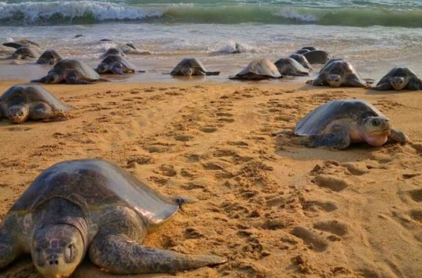  Inicia temporada de desove de tortugas marinas en playas de Aquila, Michoacán – Amexi