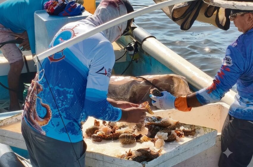  Van por 700 toneladas de langosta – Desde el Balcon