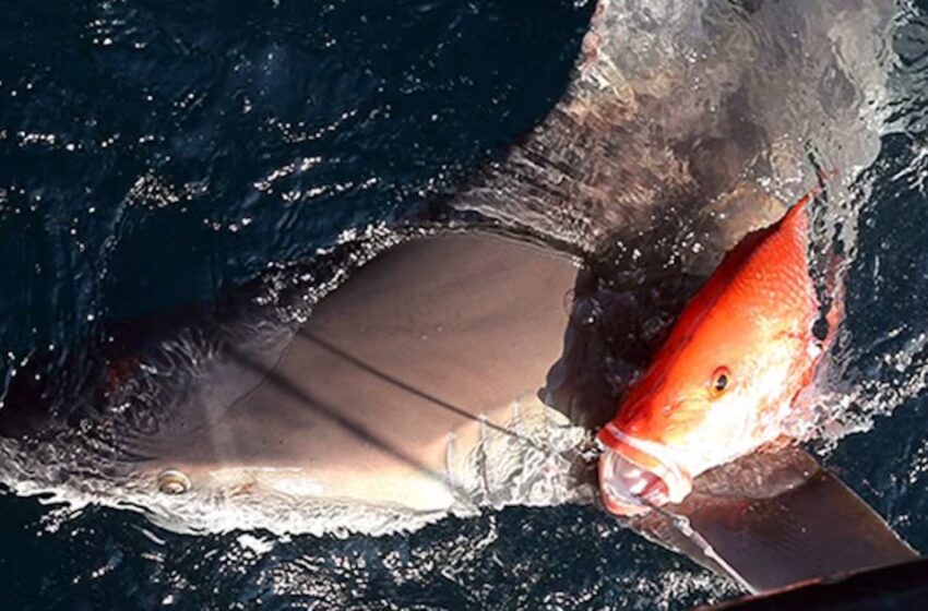  ¿Los tiburones aprendieron a seguir barcos? Científicos investigan cambios en su comportamiento