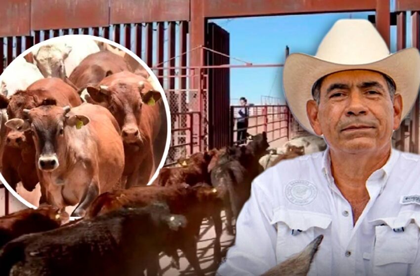  Refuerzan Sonora contra gusano barrenador ante reapertura de frontera para exportación …