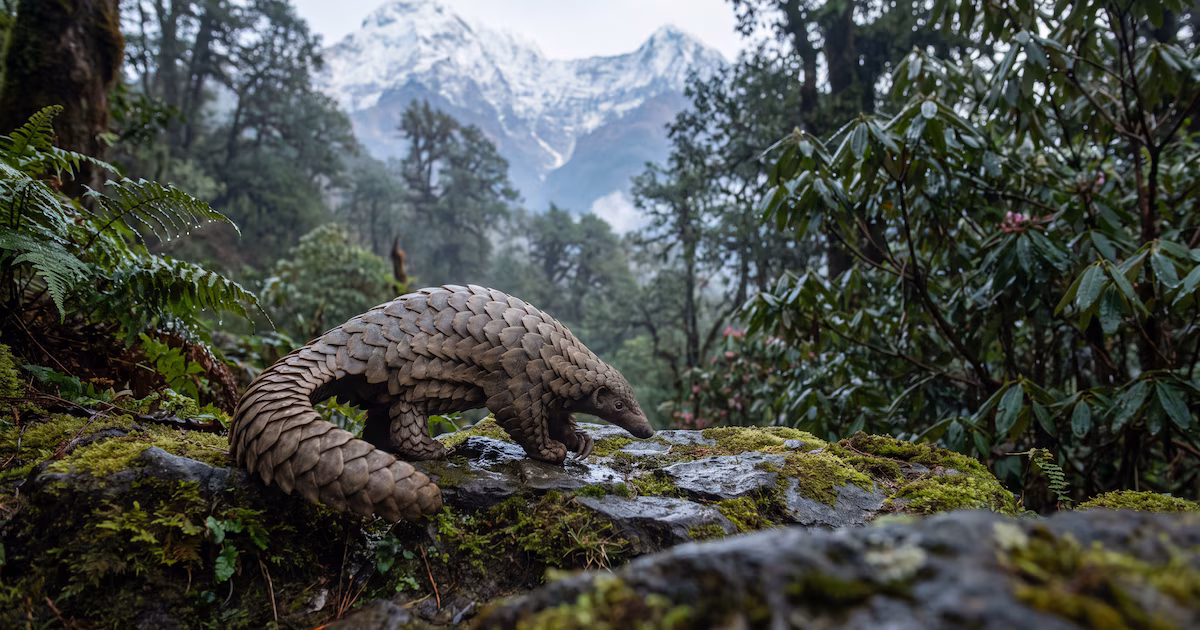  La pieza que faltaba para proteger al pangolín más traficado del Himalaya – Infobae