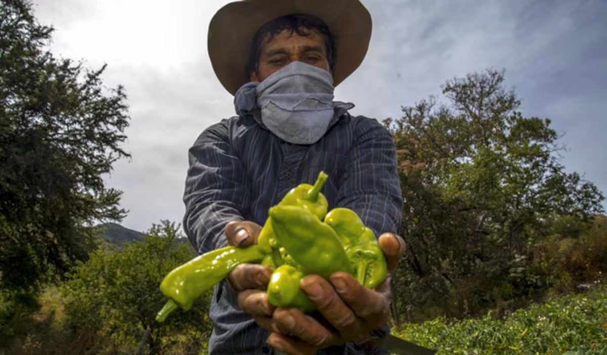  Exportaciones de alimentos al Reino Unido alcanzan cifra récord de 184 mdp