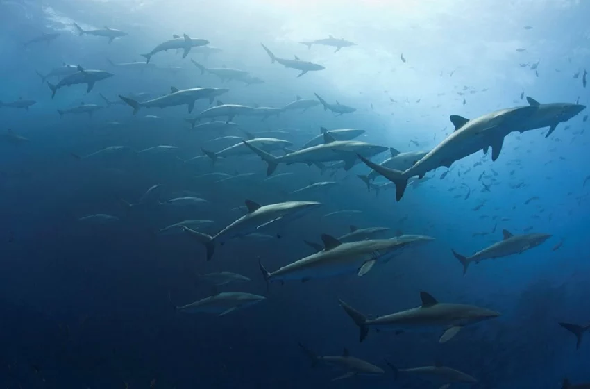  Revillagigedo refuerza combate a la pesca ilegal; así será el nuevo operativo coordinado …