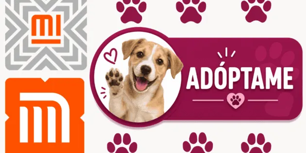 ¡Adopta un perrito! El refugio del Metro CDMX cumple 9 años