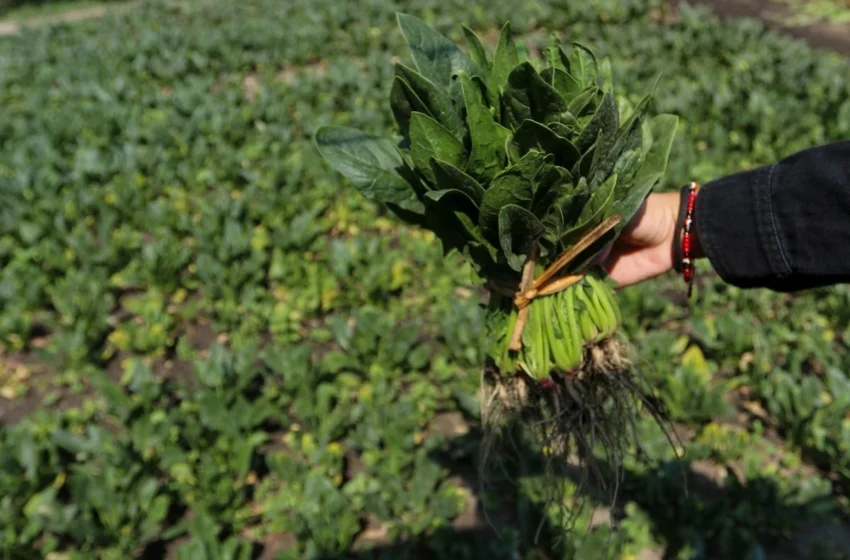  Por alerta sanitaria en Texas, piden a población de Nuevo Laredo extremar higiene de alimentos