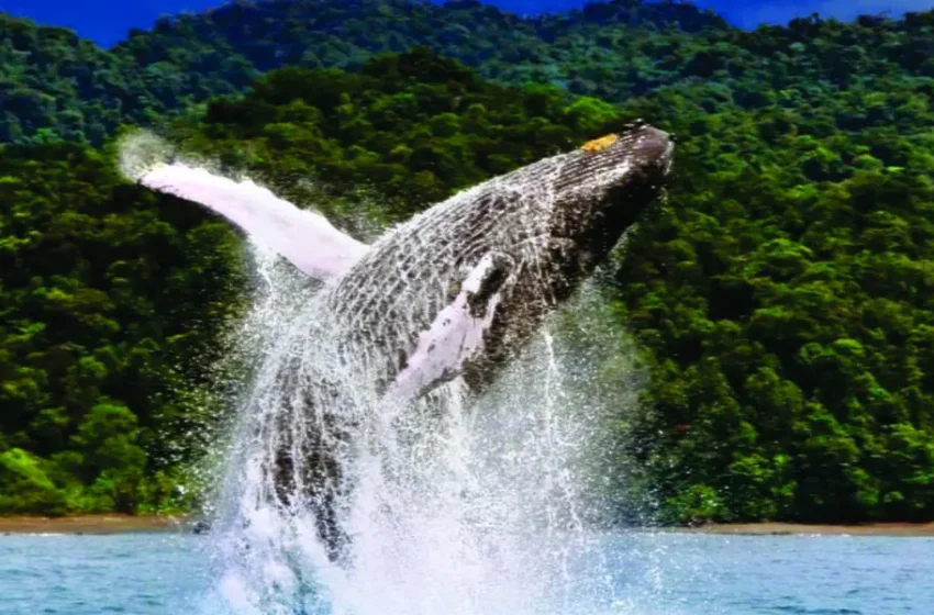  Descubre el Pacífico Colombiano y el avistamiento de ballenas – Marca País Colombia