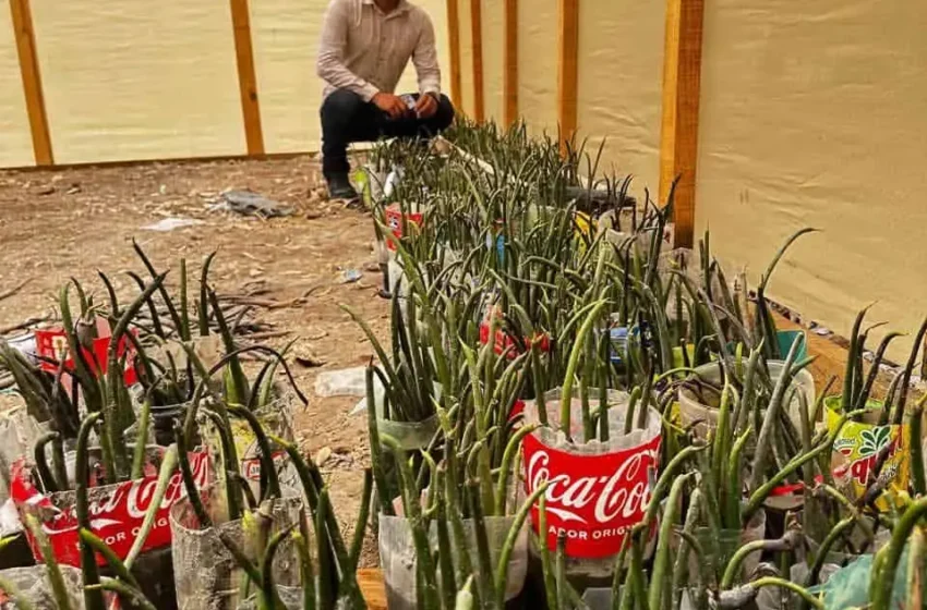  Buscan rescatar manglares del sur de Sonora – Diario del Yaqui