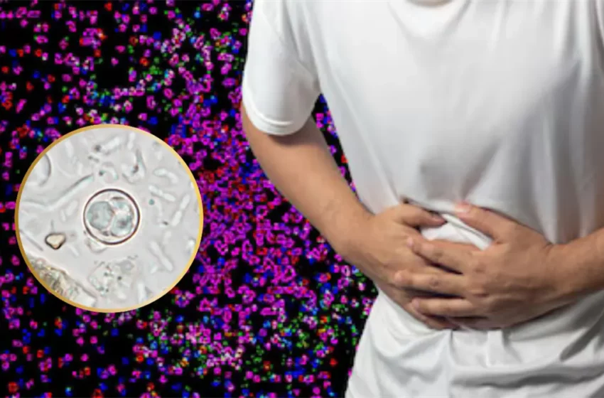 ¿Qué es la cyclospora? El parásito que provocó enfermedad intestinal en habitantes de 21 …