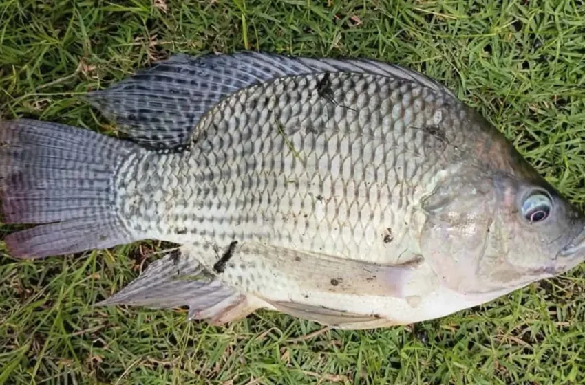  Estas son las especies que puedes pescar en el río Fuerte en Sinaloa – Luz Noticias