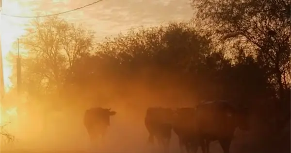  México enfrenta riesgos por intensificación de El Niño – Pulso