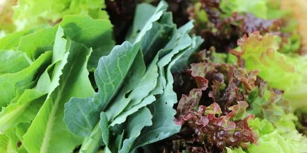  ¿La lechuga mexicana está contaminada con Cyclospora? Esto dijo la Secretaría de Salud