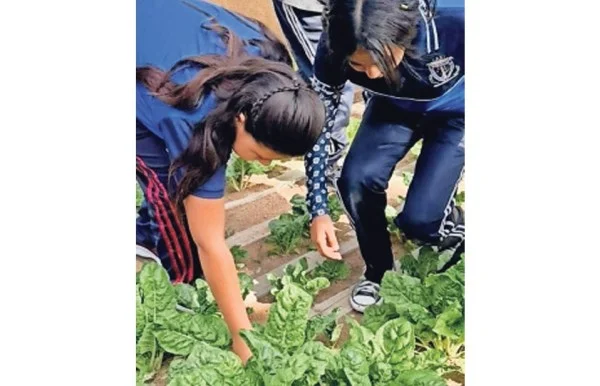  Convierten su trabajo en alimento – El Diario de Chihuahua