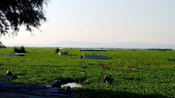  Lirio acuático pone en riesgo la llegada de aves migratorias a laguna de Yuriria