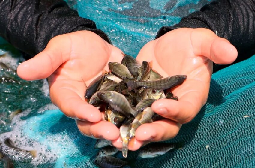  Michoacán impulsa el repoblamiento con millones de crías de tilapia – MiMorelia.com
