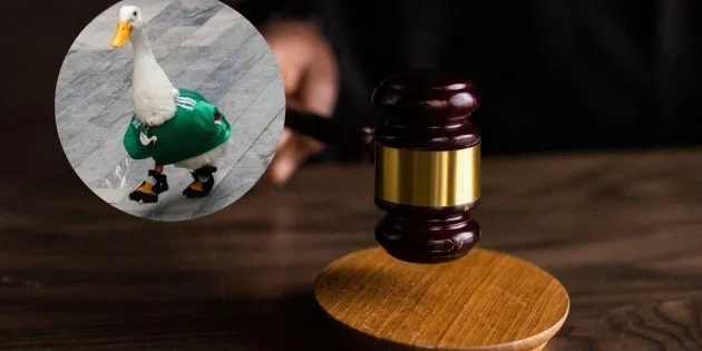  Presentan la 'Ley Merlín': ¿De qué trata la nueva iniciativa relacionada con el famoso pato?