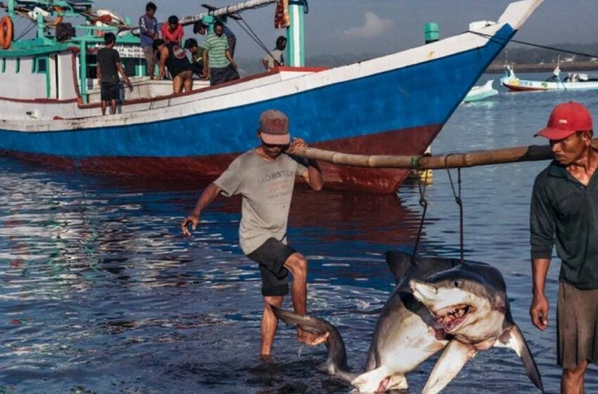  En Tamaulipas reanudan pesca de tiburón tras fin de veda en Golfo