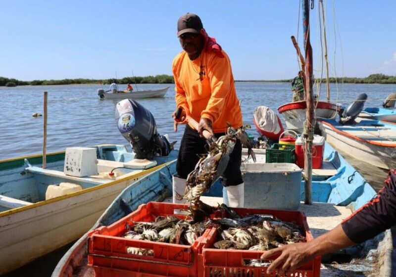  Pescadores de Ahome y Guasave listos para la pesca de la Jaiba – Meganoticias