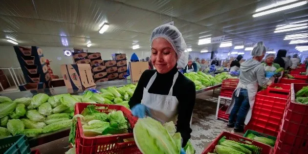  Productores piden más presupuesto en sanidad tras escándalo por lechuga mexicana en EU